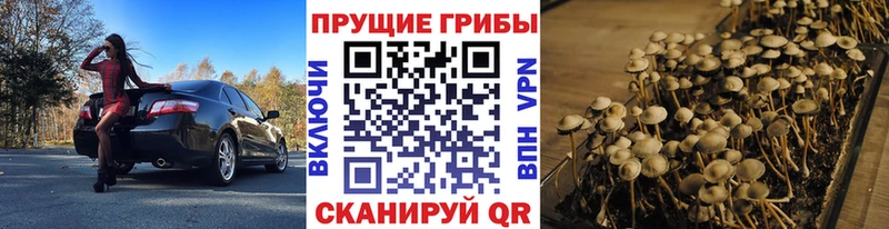 где продают наркотики  Новая Ладога  Псилоцибиновые грибы Psilocybe 